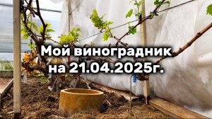 Мой виноградник на 21.04.2025
