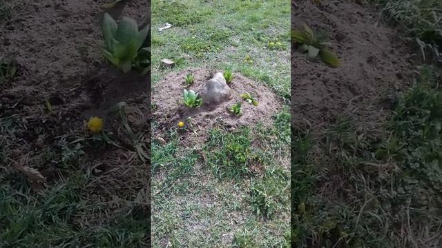 Создание "Райского Сада". Начало. смотреть онлайн