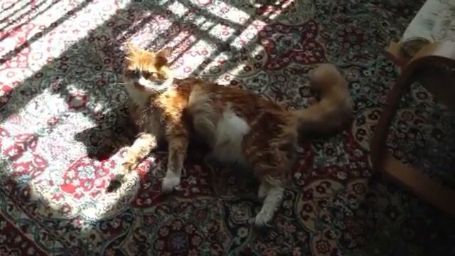 Кот наизнанку смотреть онлайн