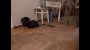 Коты против огурца - приколы