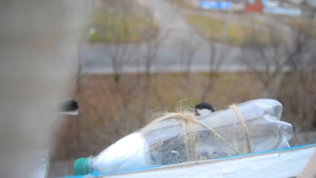 Синички за окном 128