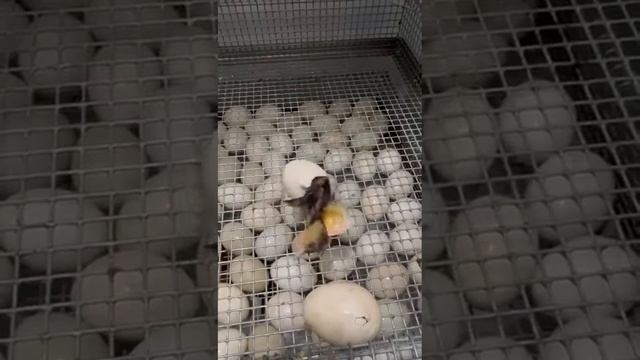 Вывод дикой кряковой утки смотреть онлайн