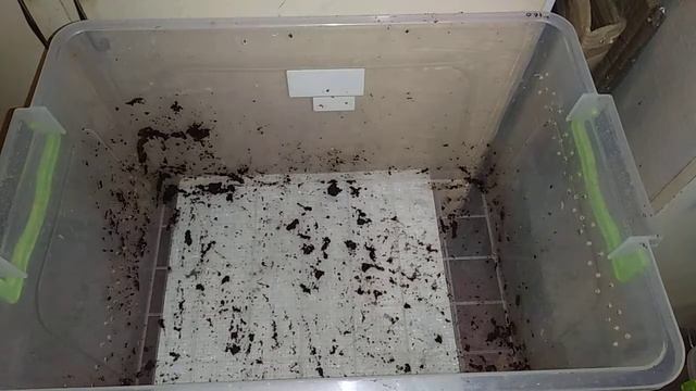 Улитки ахатины. Полная уборка терра. смотреть онлайн