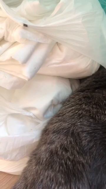 🐾 Что в пакете?