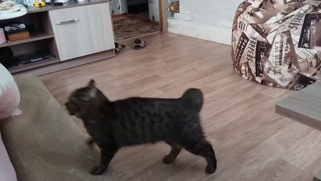 #котики смотреть онлайн