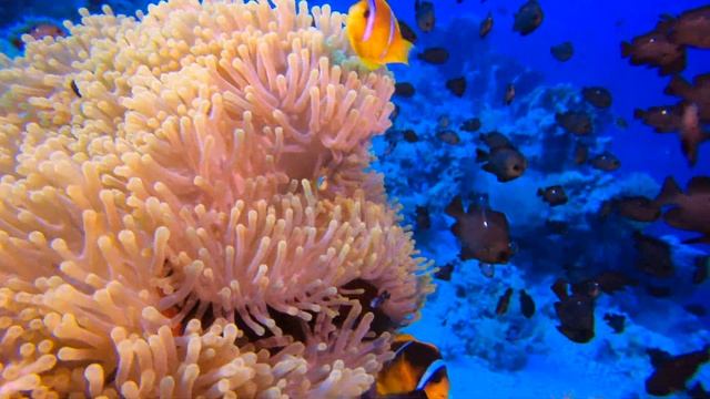 Египет. Шарм-эль-Шейх. Дайвинг 2020. Рыбы-клоуны. смотреть онлайн