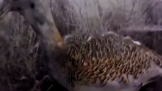 Рыбки #1 смотреть онлайн