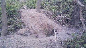 Дневная гиперактивность у молодых лис