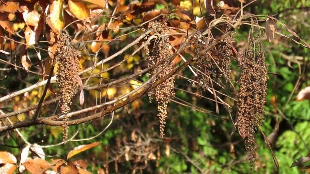 ルリビタキ"Tarsiger cyanurus" の鳴き声。（姿無し）2014年11月 смотреть онлайн
