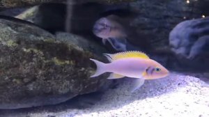 Neolamprologus  pulcher daffodil kantalamba