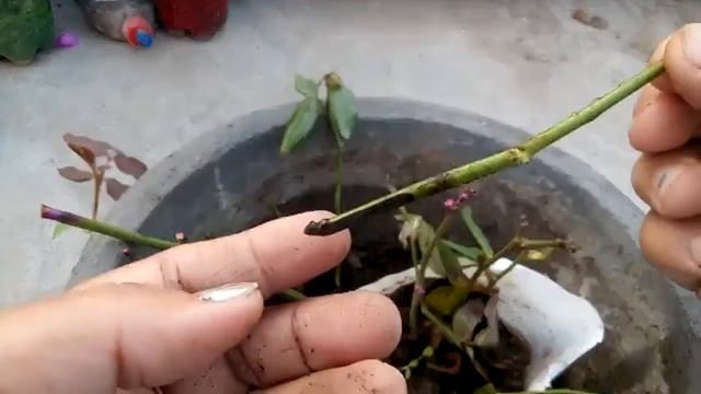 203 -  Results of English Rose cutting and Bougainvillea cutting Hindi Urdu 1 12 16