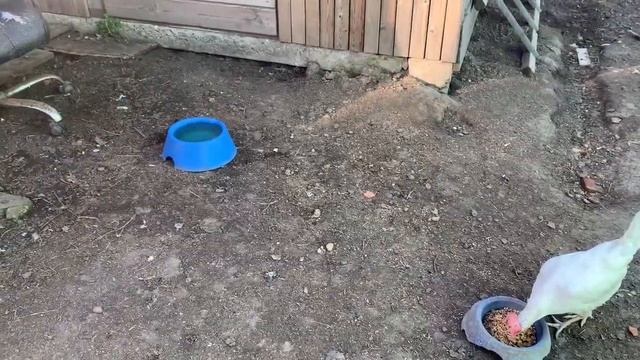 Цыплята подрастают,третий День инкубации в РЯБа 36_ Китайский инкубатор_ 18 апреля 2025 года смотреть онлайн