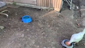 Цыплята подрастают,третий День инкубации в РЯБа 36_ Китайский инкубатор_ 18 апреля 2025 года