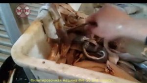 Филетировочная машина для путассу ФМ-50