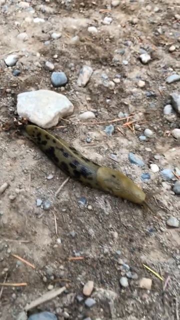 Found a banana slug! смотреть онлайн