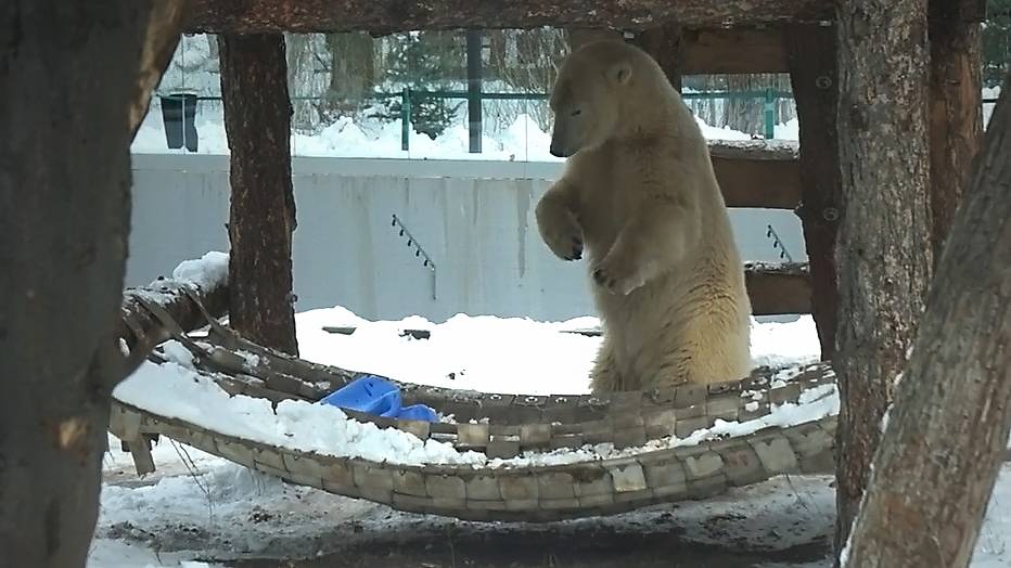 Медвежонок Стрелка забрала себе две канистры и устроила игру в охоту на гамаке.