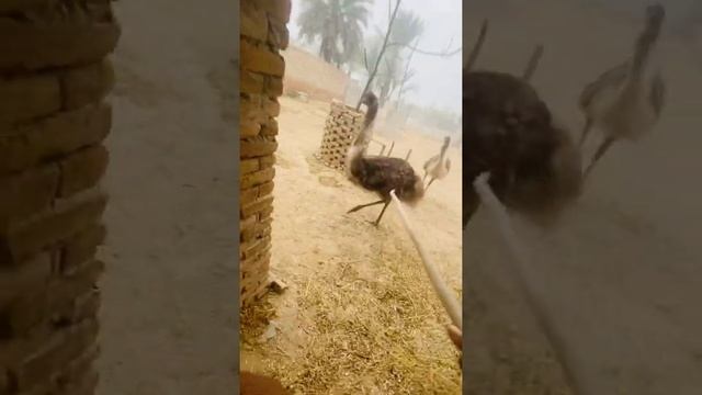 Emu 7 eggs Masha Allah смотреть онлайн