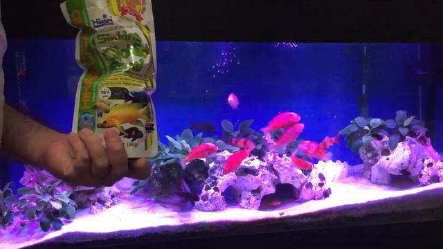 Tropheus Red Phoenix Трофеус Ред Феникс смотреть онлайн