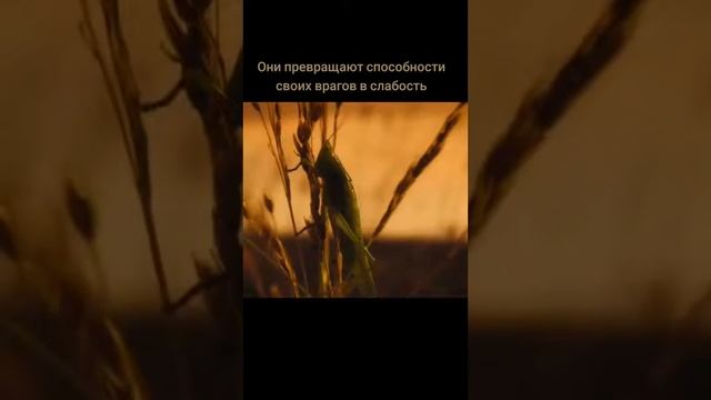 серая ночница смотреть онлайн