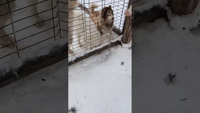 Самоеды просят еду