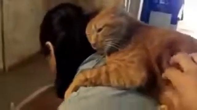 Кот наездник смотреть онлайн