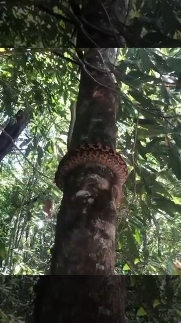 Если вы задумывались, каким образом змея залезает на высокие деревья смотреть онлайн