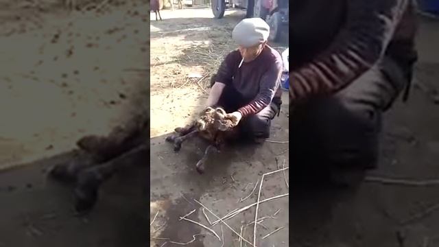 Телёнок Мутант смотреть онлайн