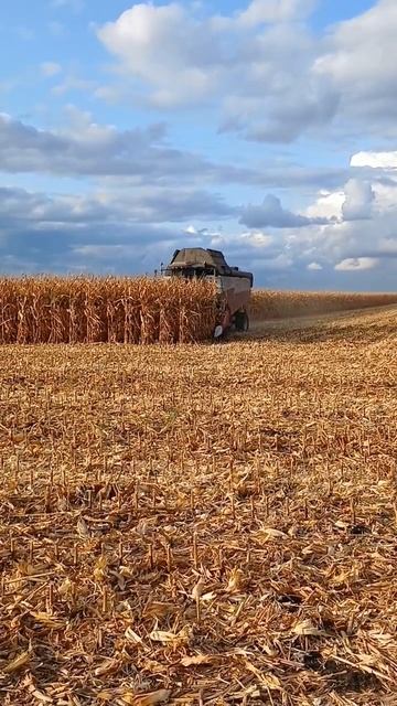 TORYM 750 на уборке кукурузы смотреть онлайн