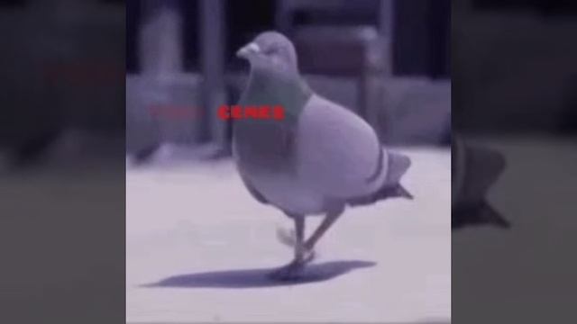 голубь