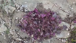 Гейхеры выпрели после снежной зимы 2023/2024, состояние, обрезка. Часть 1