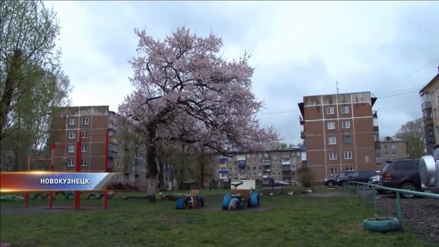 В Новокузнецке зацвела сакура смотреть онлайн