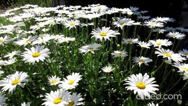 Белые ромашки.