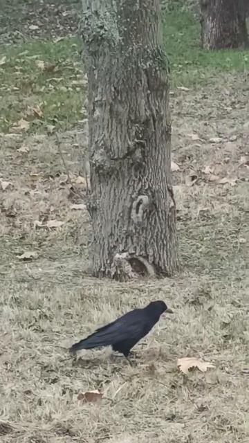 Ворон Или Ворона? смотреть онлайн