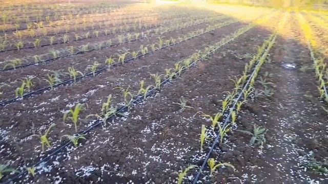 Высадили всю кукурузу 🌽🌽🌽🌽👍👍👍👍👍 смотреть онлайн