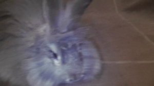 Приучение крольчат породы немецкая ангора к жизни в квартире. Фильм 2