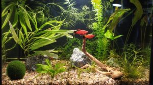 Мини аквариум для начинающих "Ручеек"