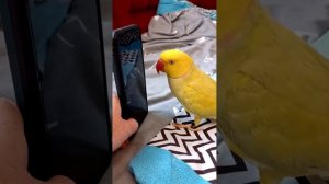 Говорящий Ожереловый Попугай Валера/Давай, ложи/Новые занятия.