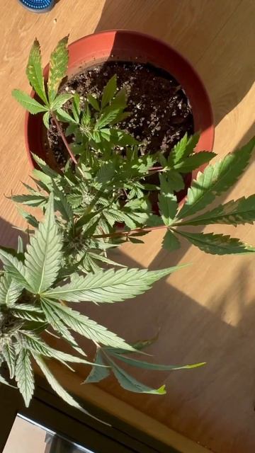 Какие проблемы у моего растения на 49 дне #дефицит #шишки #головы #аутдор #гровер #гровнатеррасе смотреть онлайн