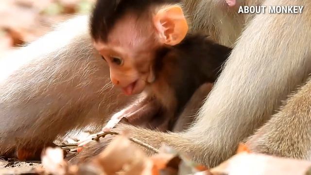 Baby Monkey Rex His Hand And Nail Are Beautiful So Cute And Lovely Thanks Young Mom Monkey Rose