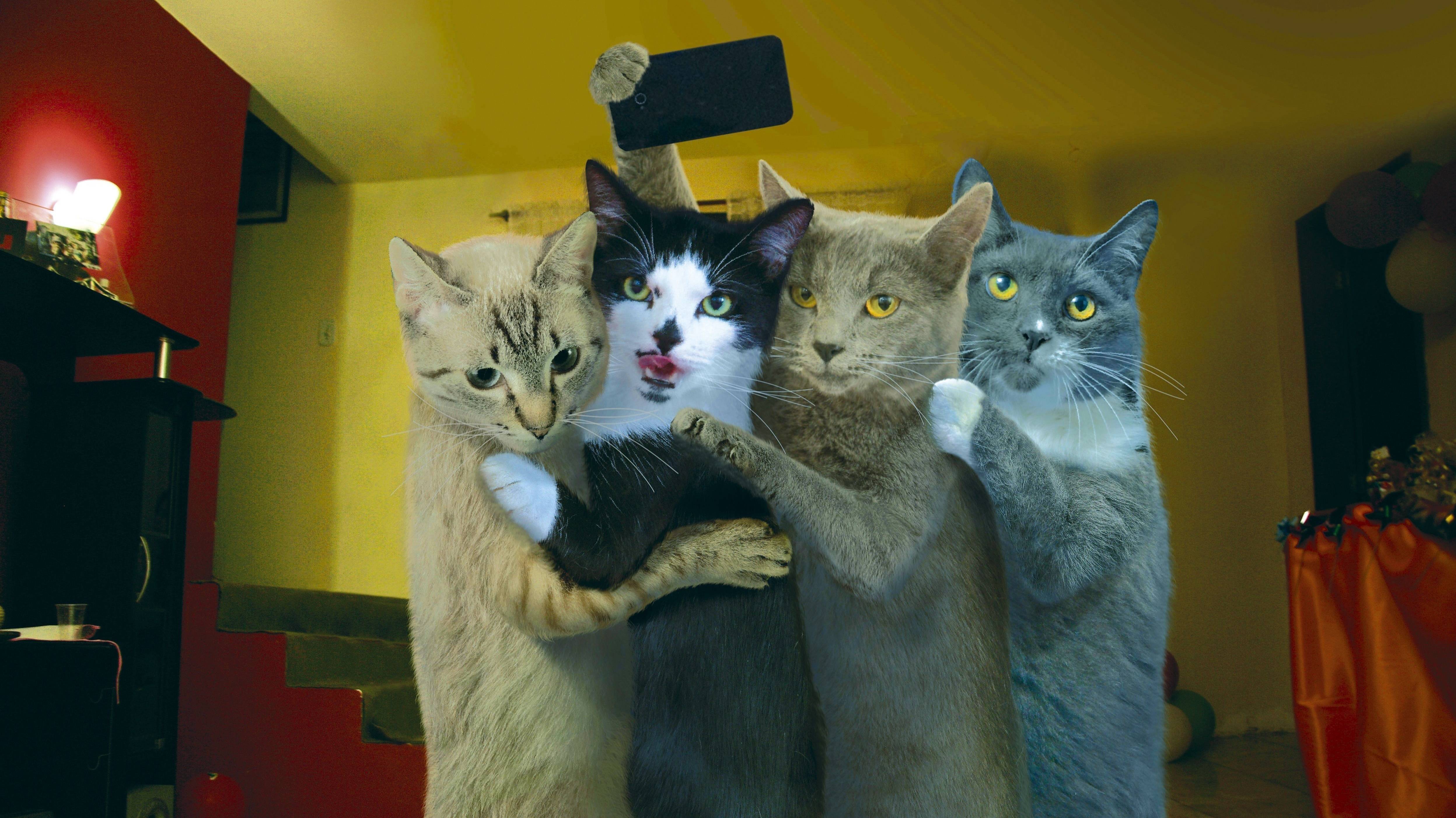 Приколы с котами! СМЕШНЫЕ КОТЫ! Самые смешные пушистики! НОВЫЕ видео с Кошками! Ржака до слез! смотреть онлайн