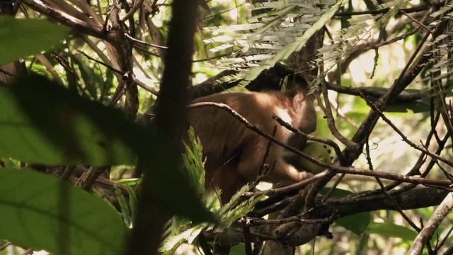 ExploringTT Episode 4: Monkey Business смотреть онлайн