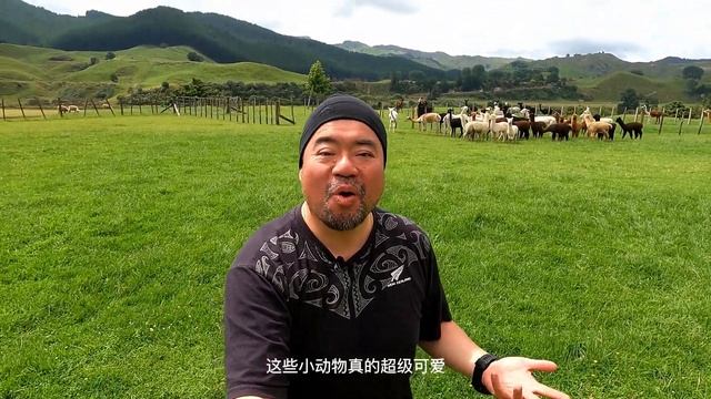 Checking out the LARGEST alpaca farm in New Zealand!----Exploring the Adventure Highway (Episode 2) смотреть онлайн