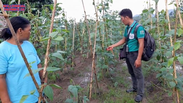Bacterial wilt disease смотреть онлайн