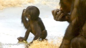 De bonobo baby's