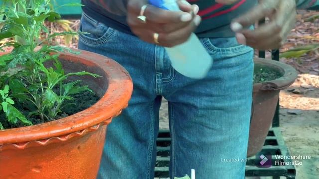 मिनटों में हटाए काले कीड़े(Black Bugs) एफिड मिलीबग गुलदाउदी के पौधे से Rnkushwaha смотреть онлайн