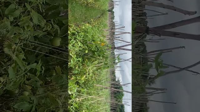 How to control rose and jaundice in 🍅 tomato#measures to be taken#Indian farming # subscribe смотреть онлайн