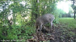 Чихающий рогач.