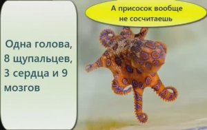 Осьминоги невероятные