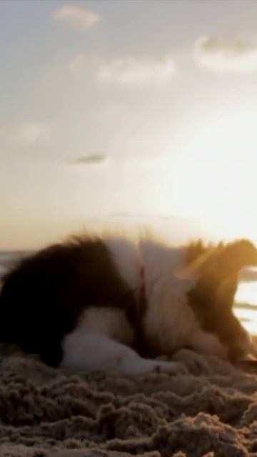 playful dog video 🐶#love #dog #besties #doglover смотреть онлайн