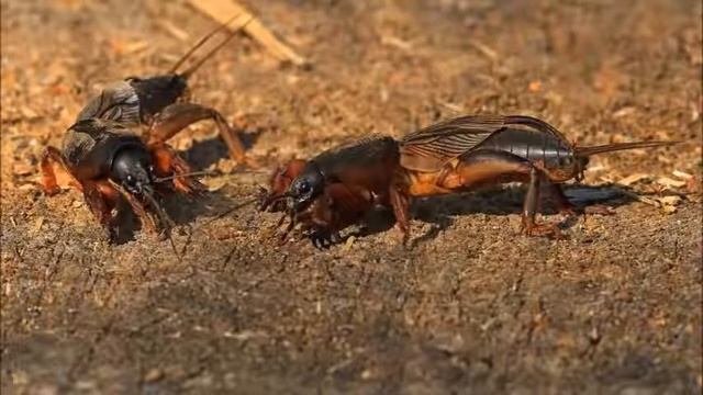 Вот, смотри,ползёт медведка смотреть онлайн